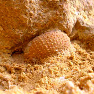 Caparazón fosilisado de un equinodermo o erizo de mar [foto: GeoAce]